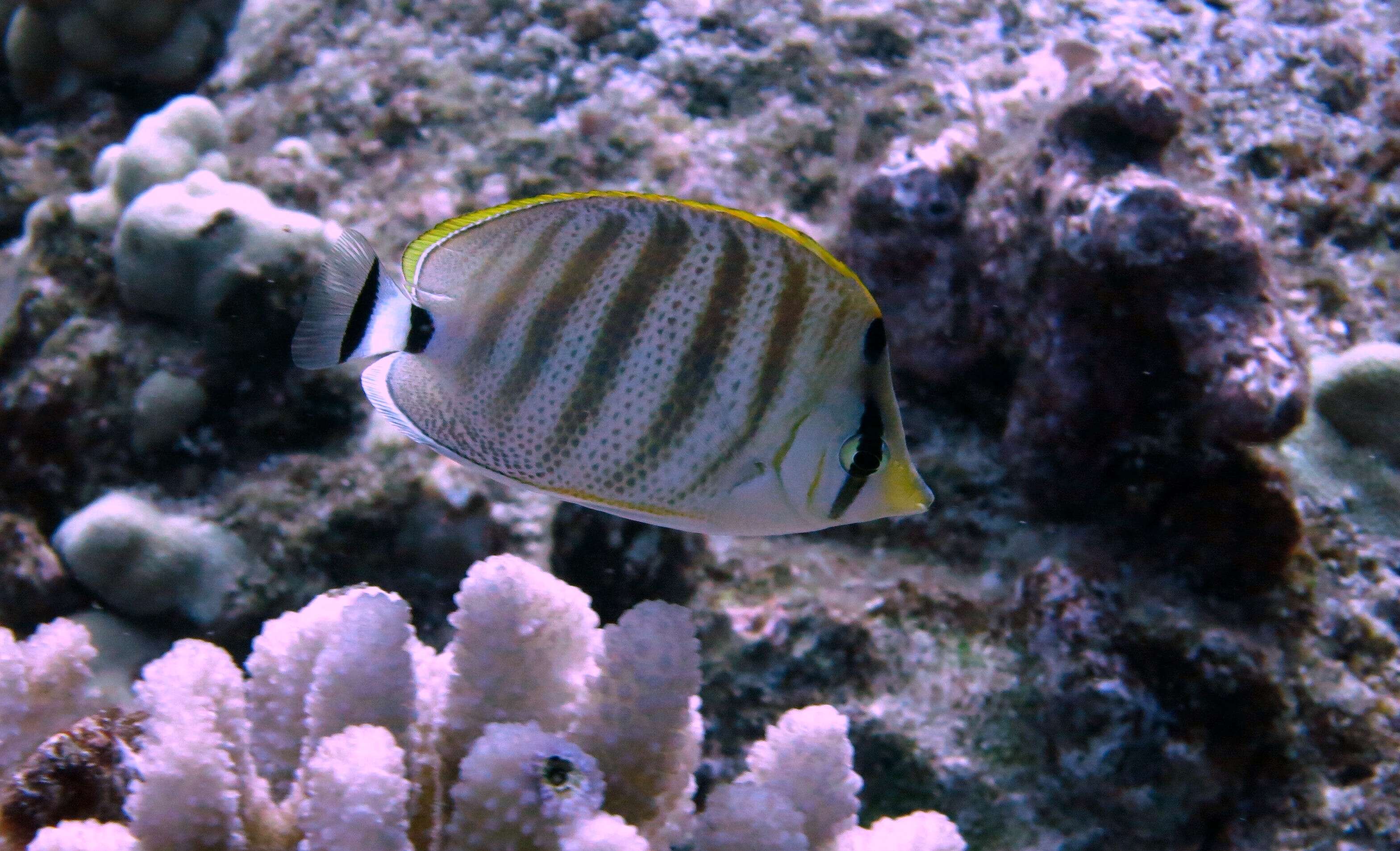 Image of Multiband Butterflyfish