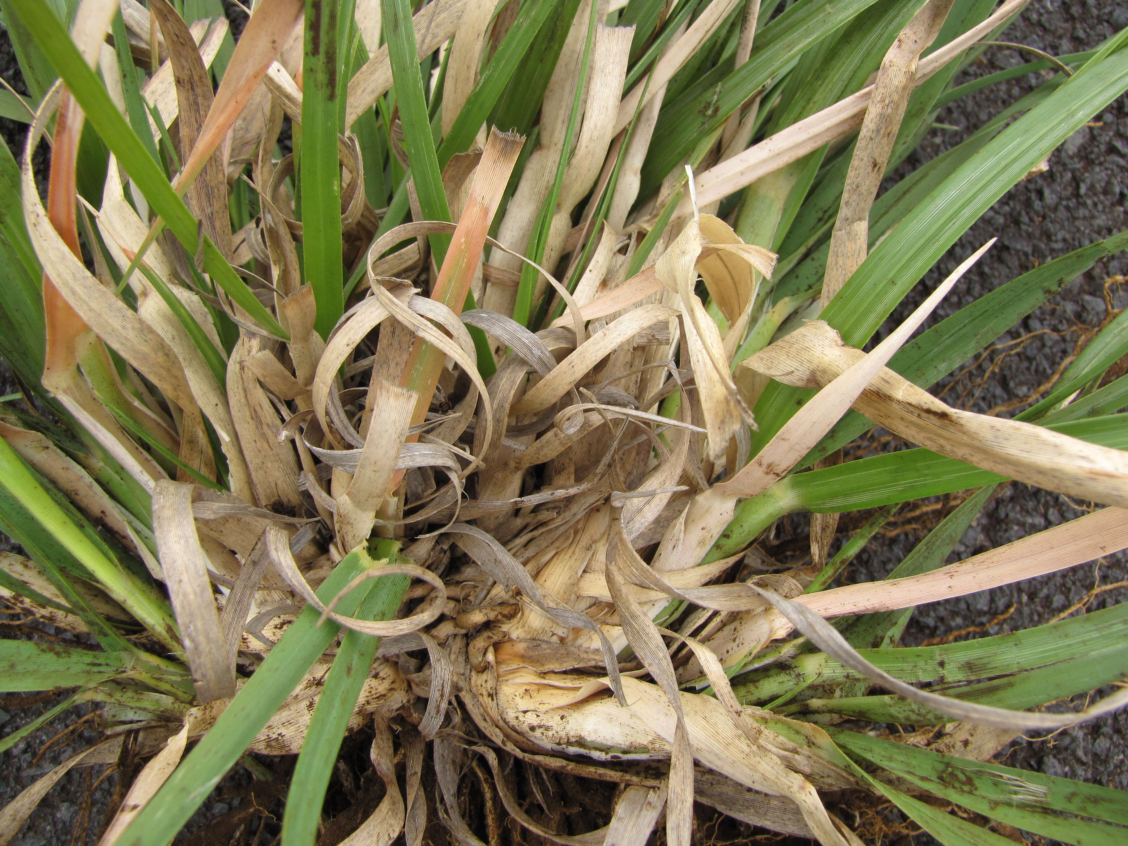 Image of purple pampas grass