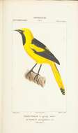 Imagem de Icterus nigrogularis (Hahn 1819)