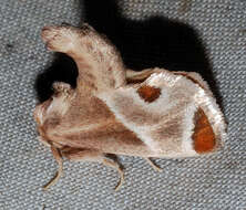 Image of Shagreened Slug Moth