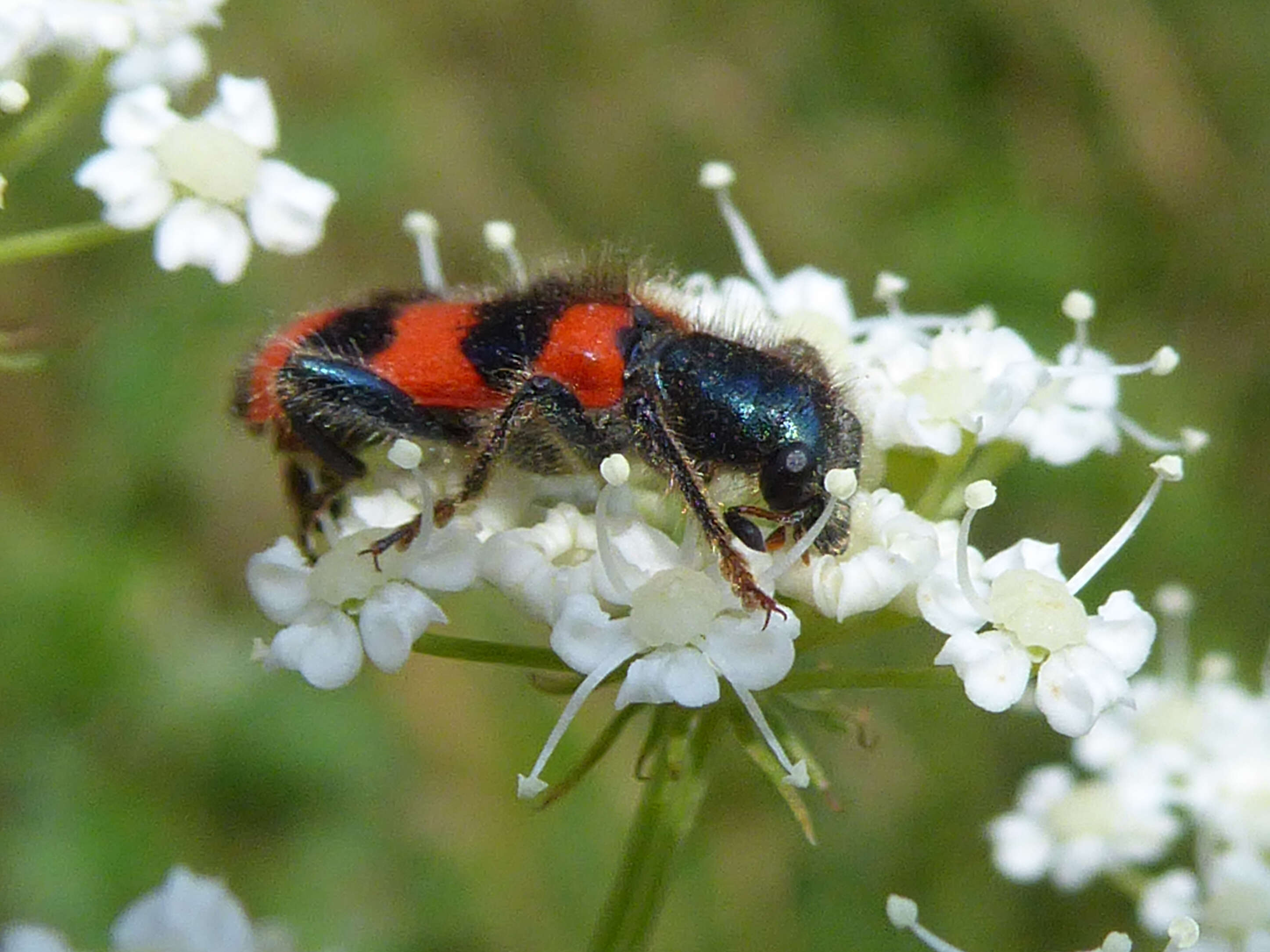 Image of Trichodes apiarius