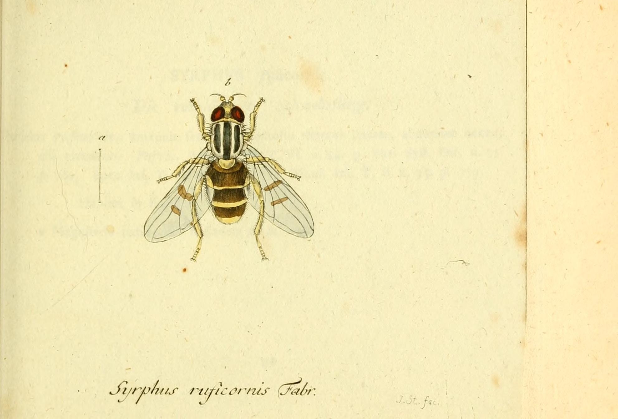 Image of <i>Syrphus ruficornis</i>