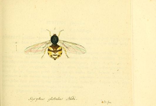 Image of <i>Syrphus globulus</i>