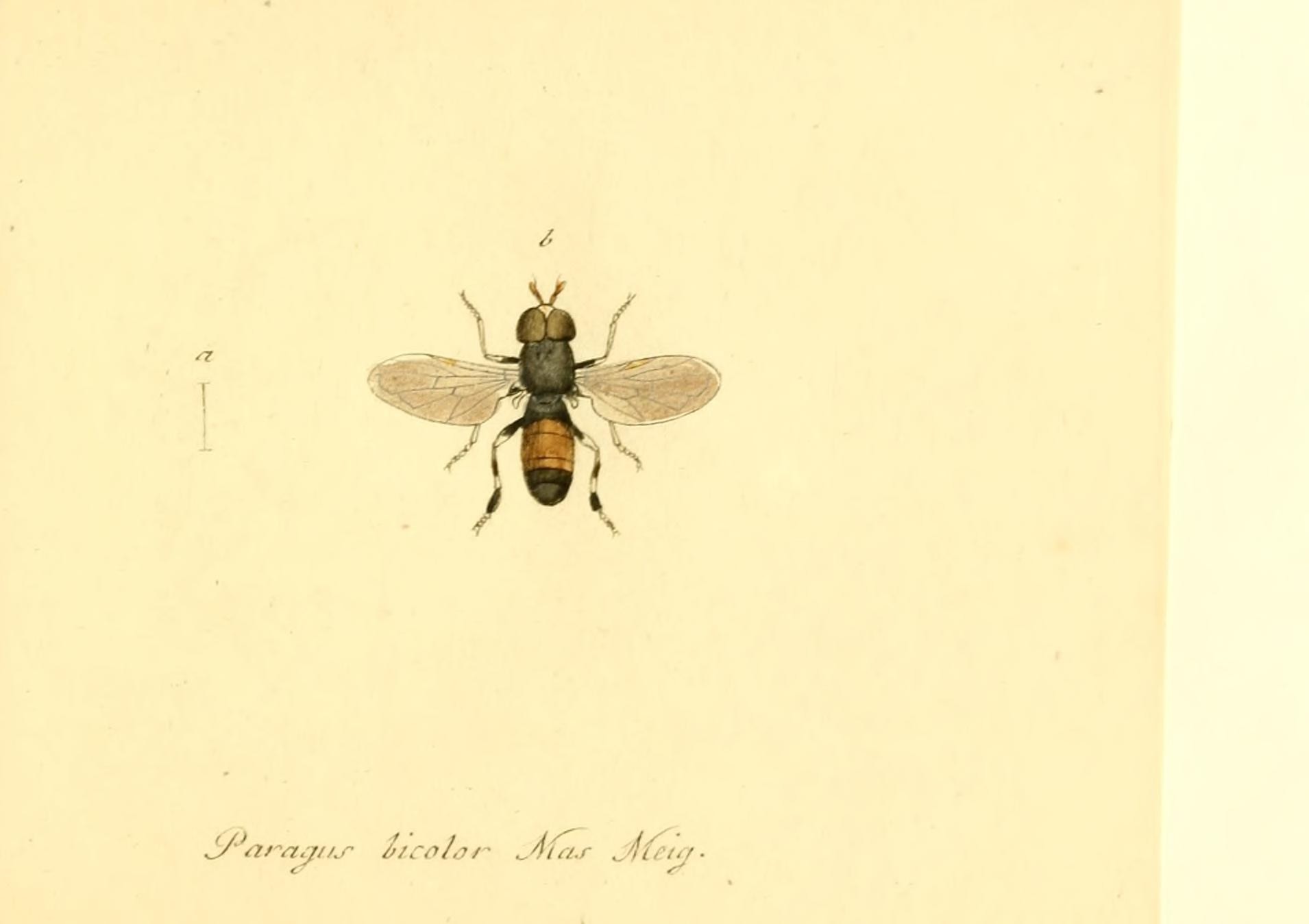 Image of Paragus bicolor (Fabricius 1794)
