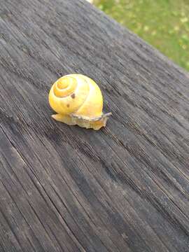 Image of Brown Lipped Snail