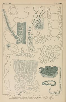Image of <i>Compsopogon caeruleus</i>