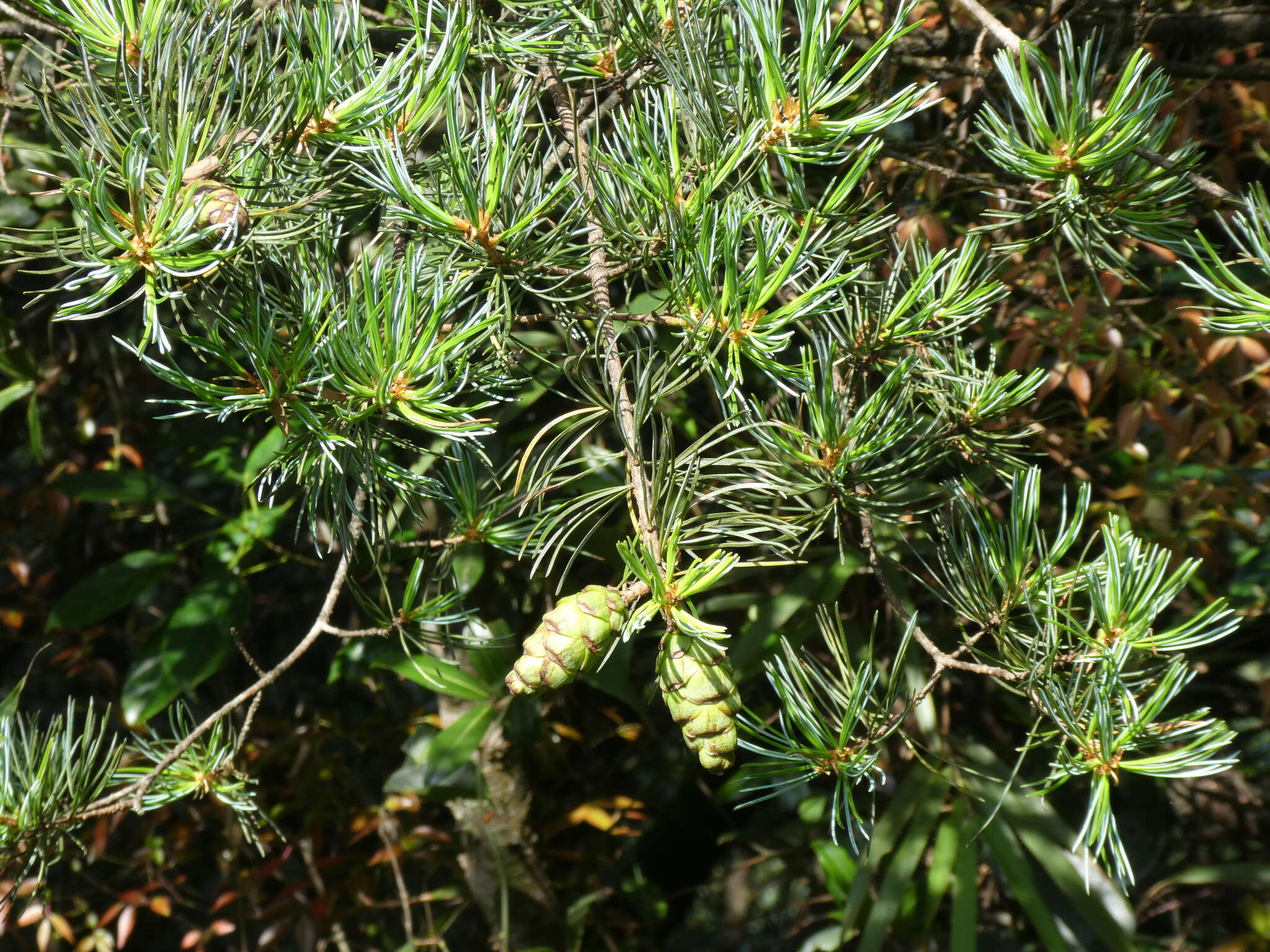 Image of Guangdong White Pine