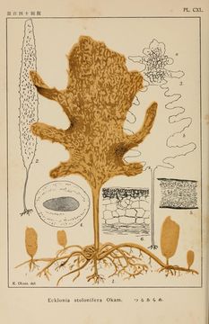 Image of <i>Ecklonia stolonifera</i>