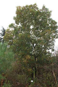 صورة Quercus turneri Willd.