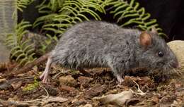 Image of Smoky Mouse