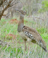 Image of Kori Bustard