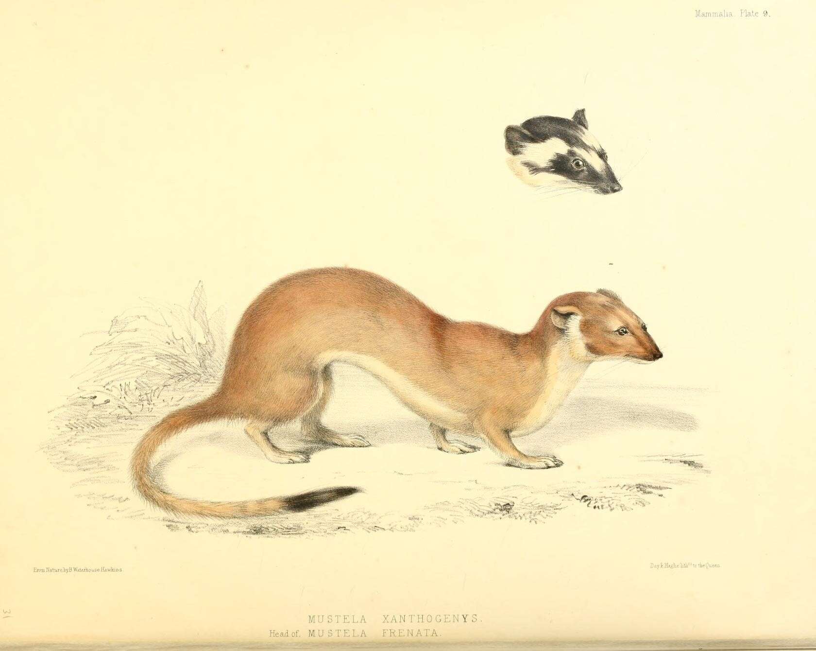 Image of Long-tailed Weasel