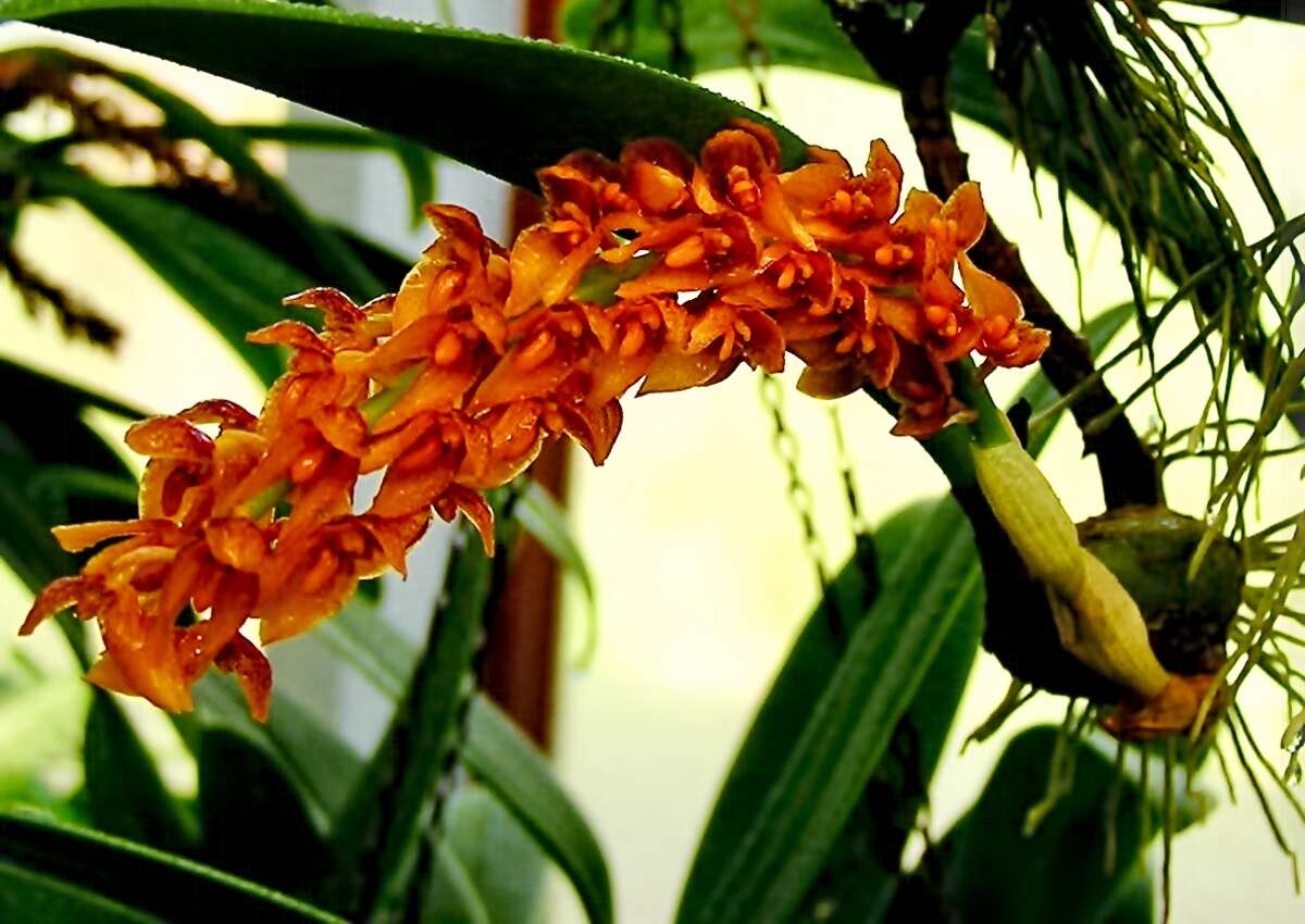 Image of Bulbophyllum sicyobulbon C. S. P. Parish & Rchb. fil.