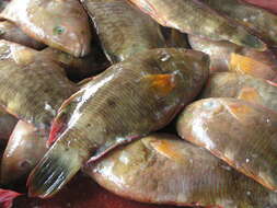 Image of Tilapia