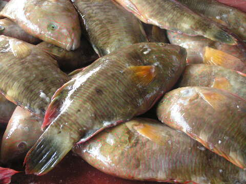 Image of Tilapia