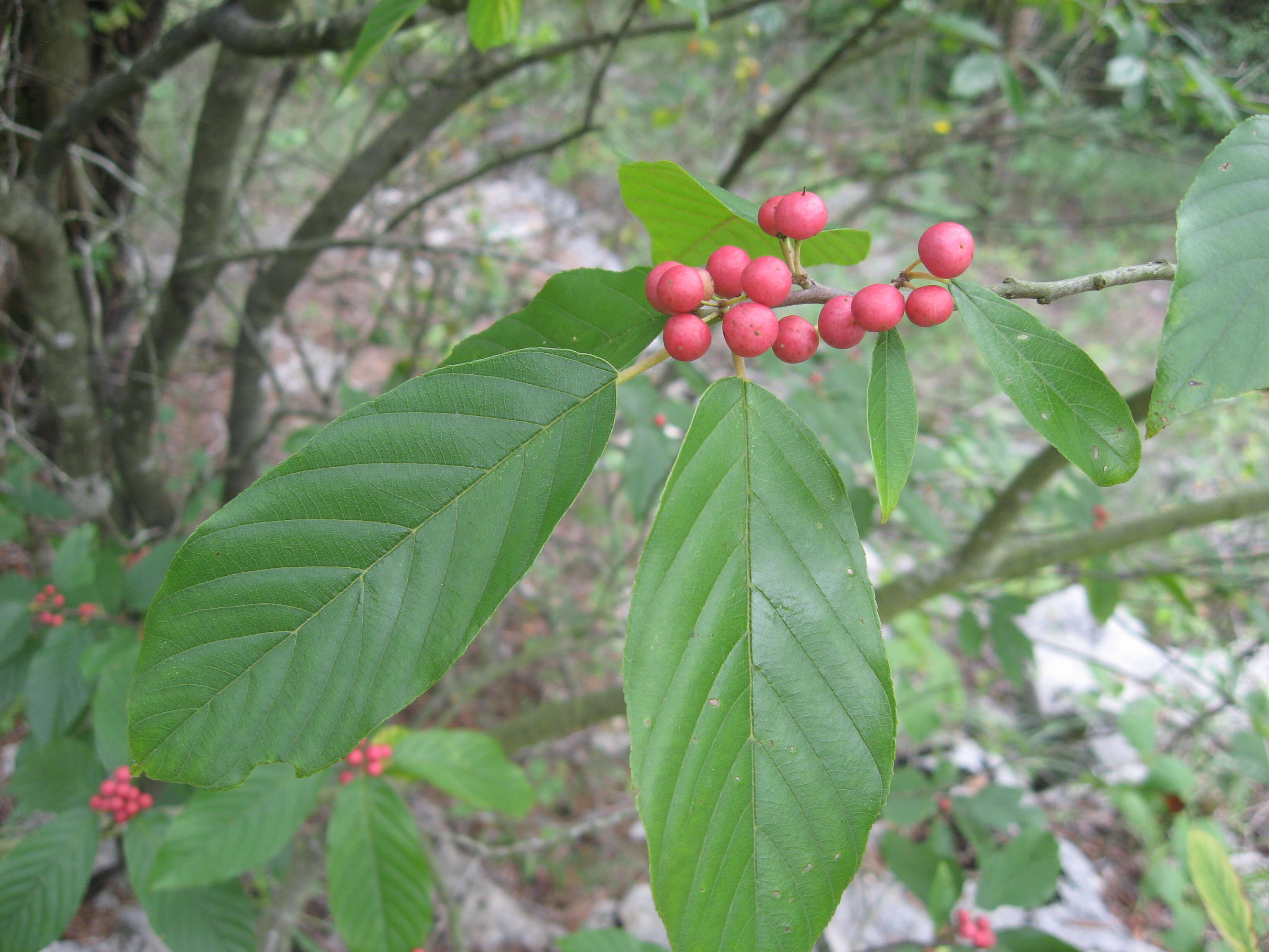 Image of Carolina False Buckthorn