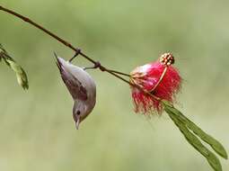 Image of Pale-billed Flowerpecker