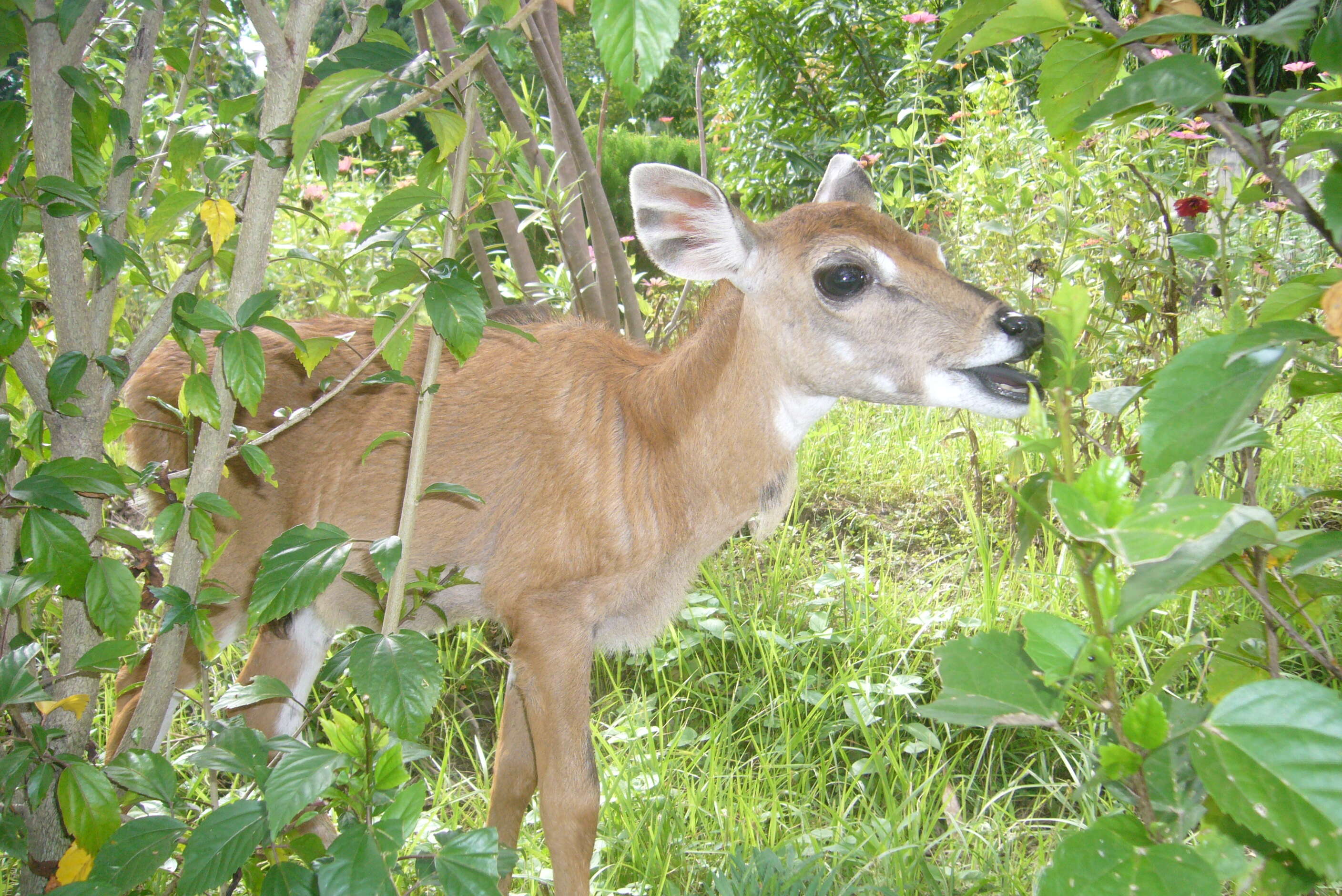 Boselaphus Blainville 1816 resmi