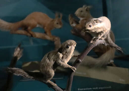 Image of Black-eared pygmy squirrel