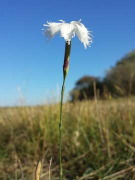 Image of Dianthus serotinus Waldst. & Kit.