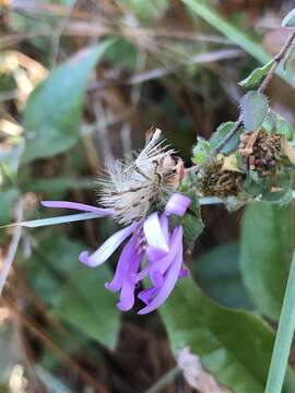 Image of barrens silky aster