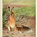 Image of common hare