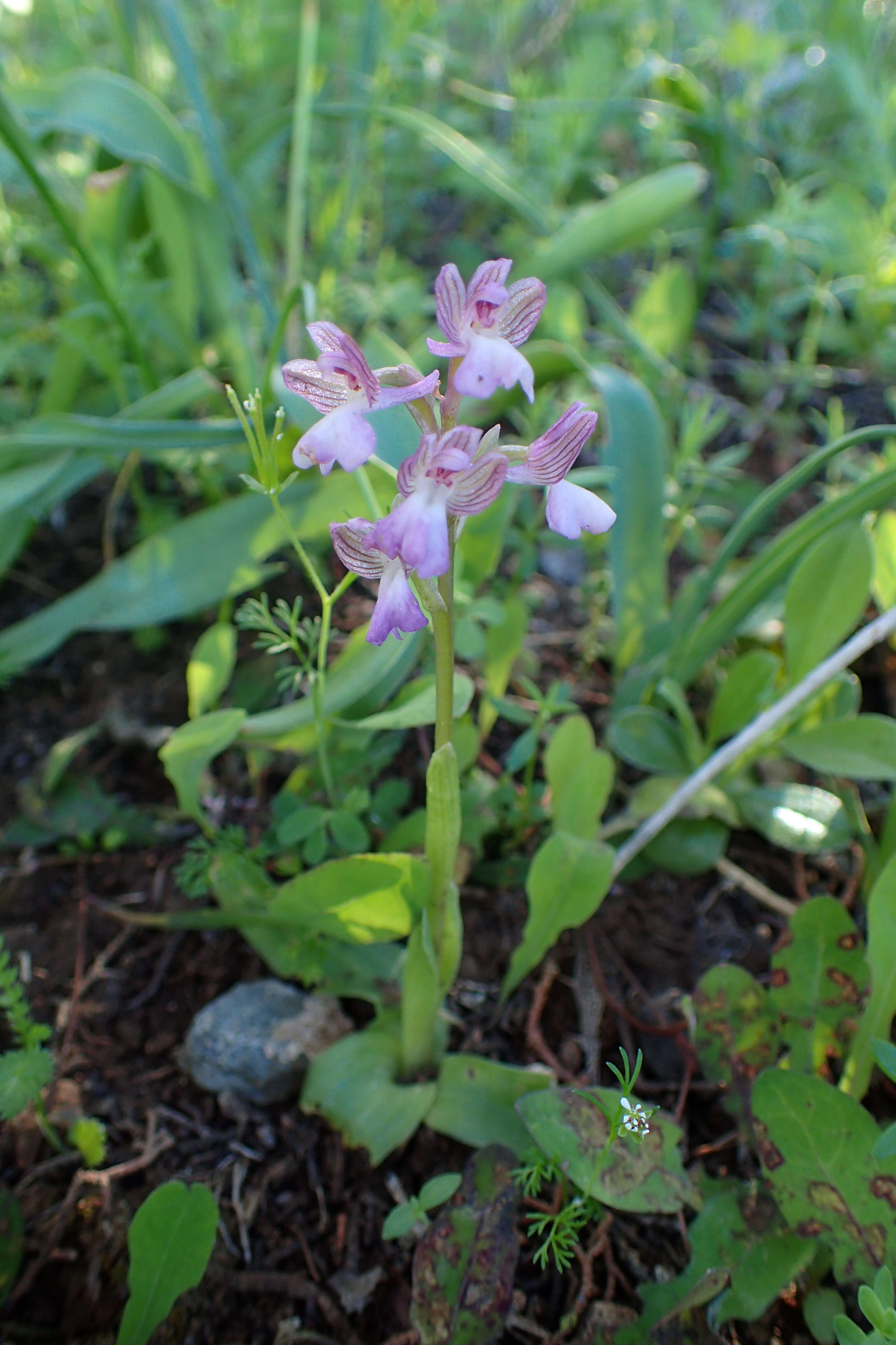 Image of Anacamptis morio subsp. syriaca (E. G. Camus) H. Kretzschmar, Eccarius & H. Dietr.