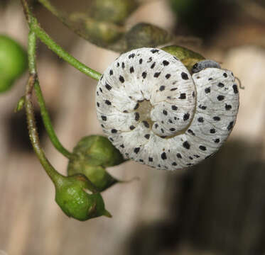 صورة <i>Tenthredo scrophulariae</i>