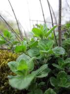 Image of oregano