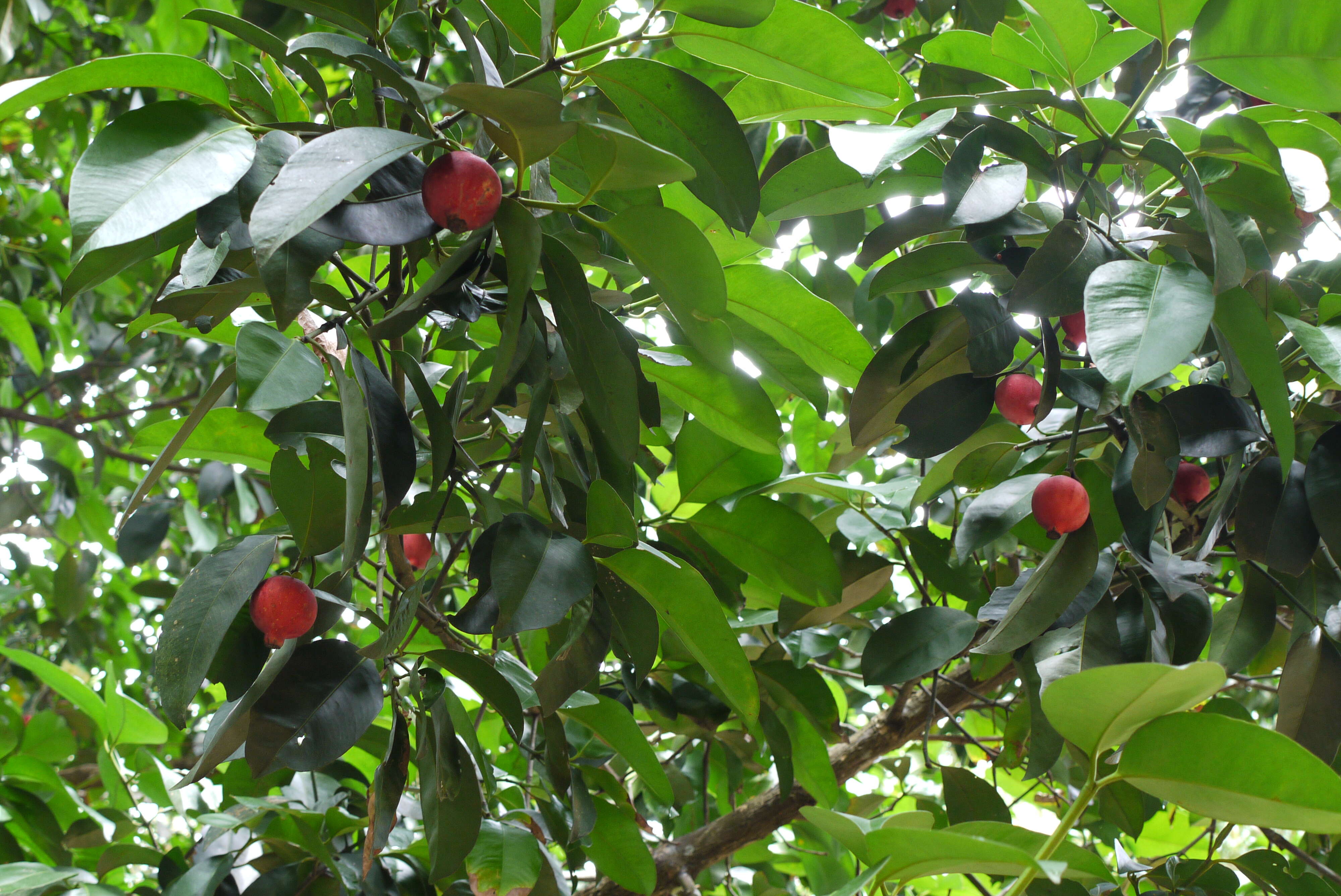 Image of Garcinia hombroniana Pierre