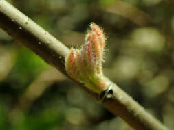 Image of fragrant sumac
