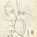 Image of <i>Anopterus glandulosa</i>