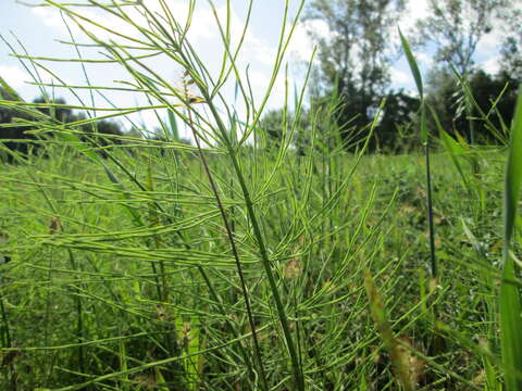 Image of field horsetail