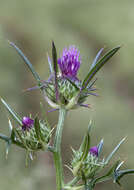 Image of Notobasis syriaca (L.) Cass.