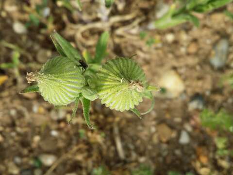 Image de Silene conoidea L.