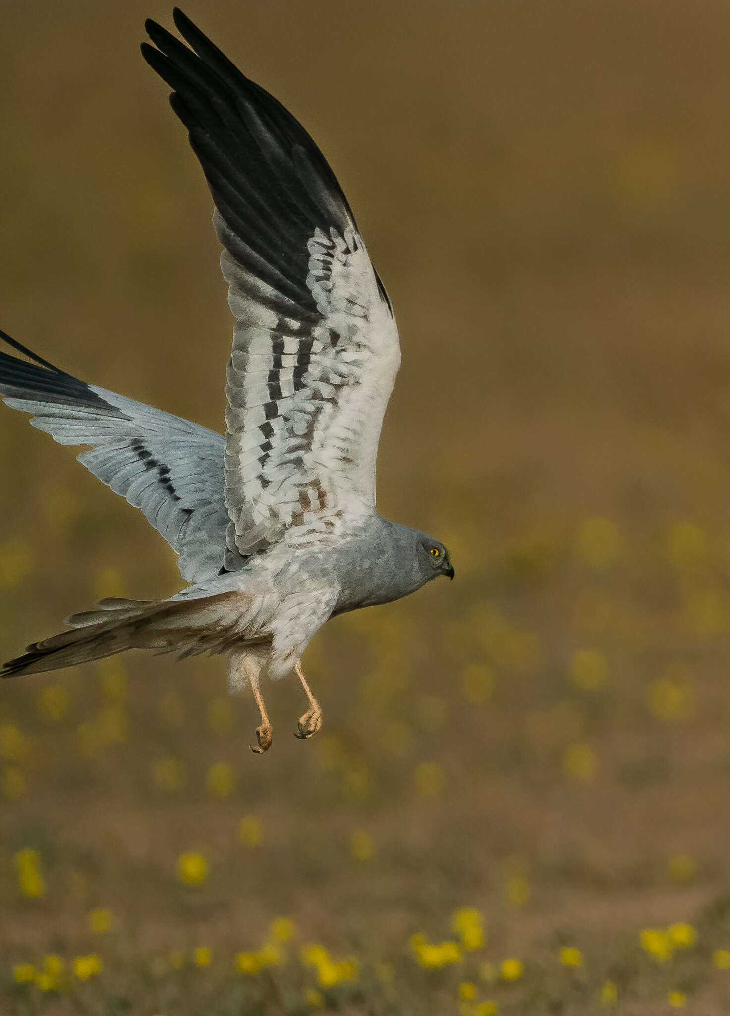 Imagem de Tartaranhão-caçador