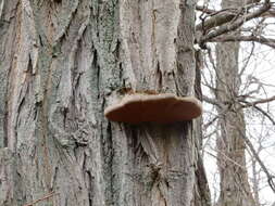 Image of Phellinus robiniae (Murrill) A. Ames 1913