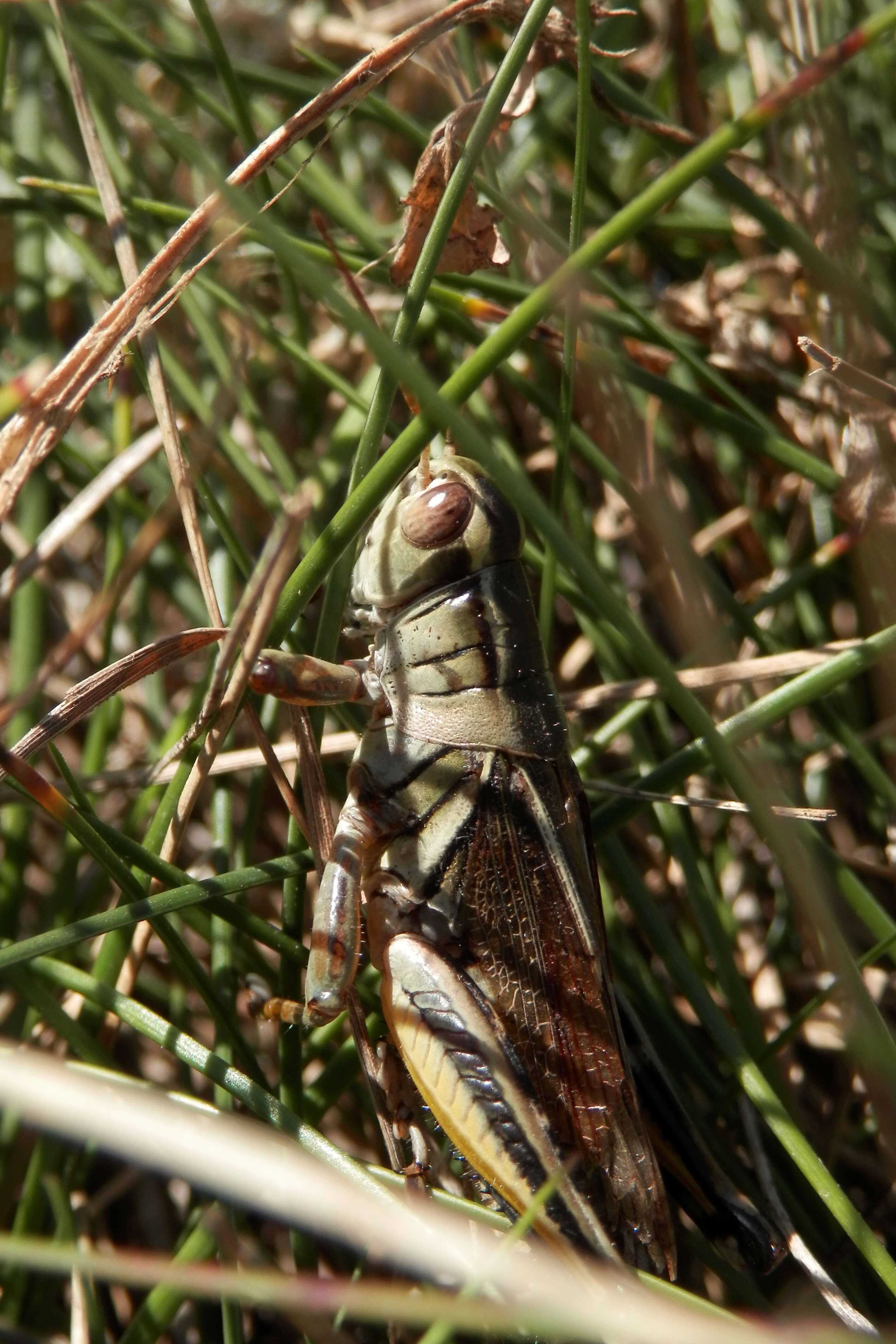 Melanoplus bivittatus (Say 1825)的圖片