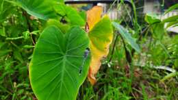 Image of Wild Taro