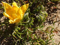 Image of Romulea tortuosa (Licht. ex Roem. & Schult.) Baker