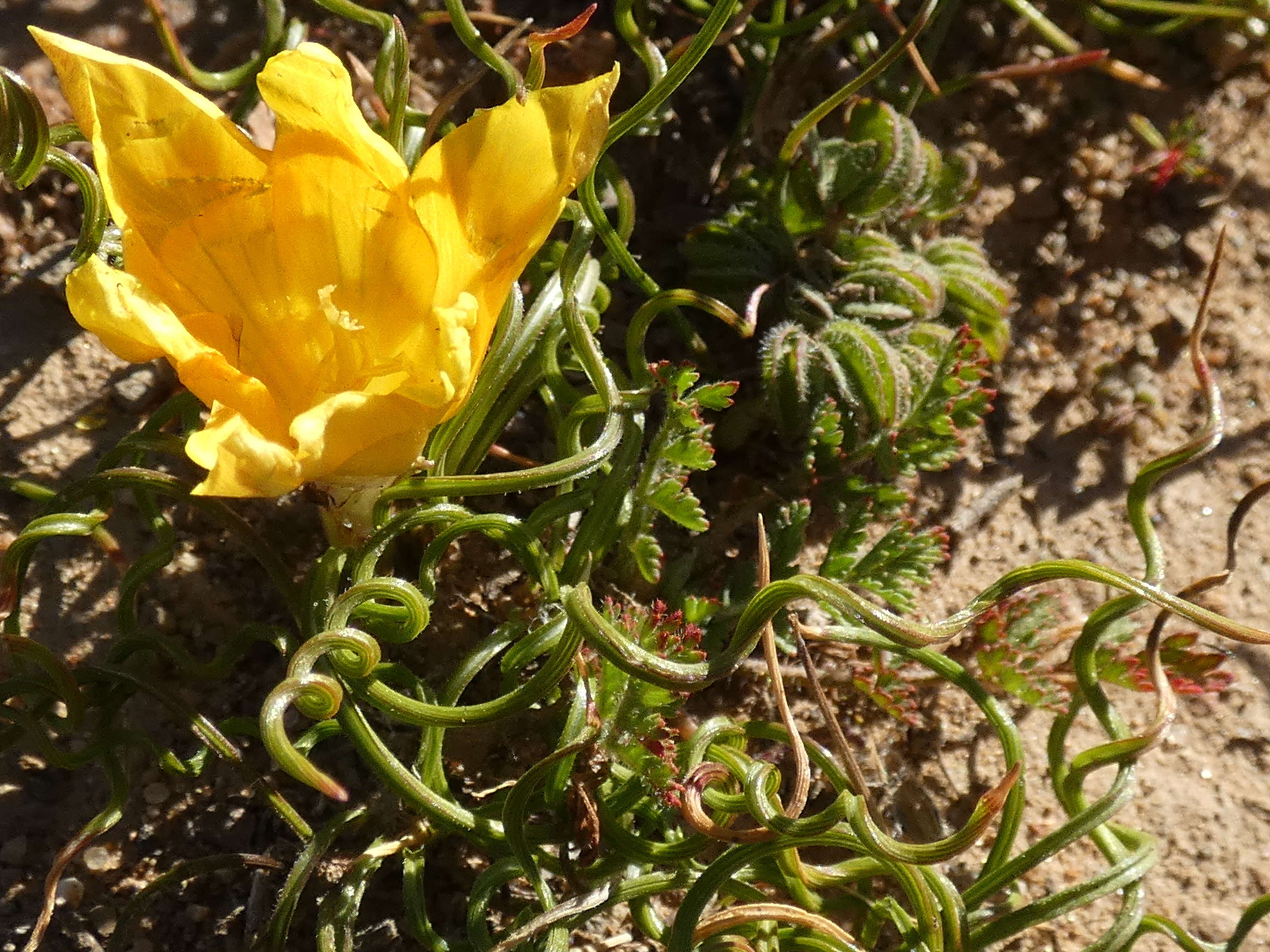 Image of Romulea tortuosa (Licht. ex Roem. & Schult.) Baker