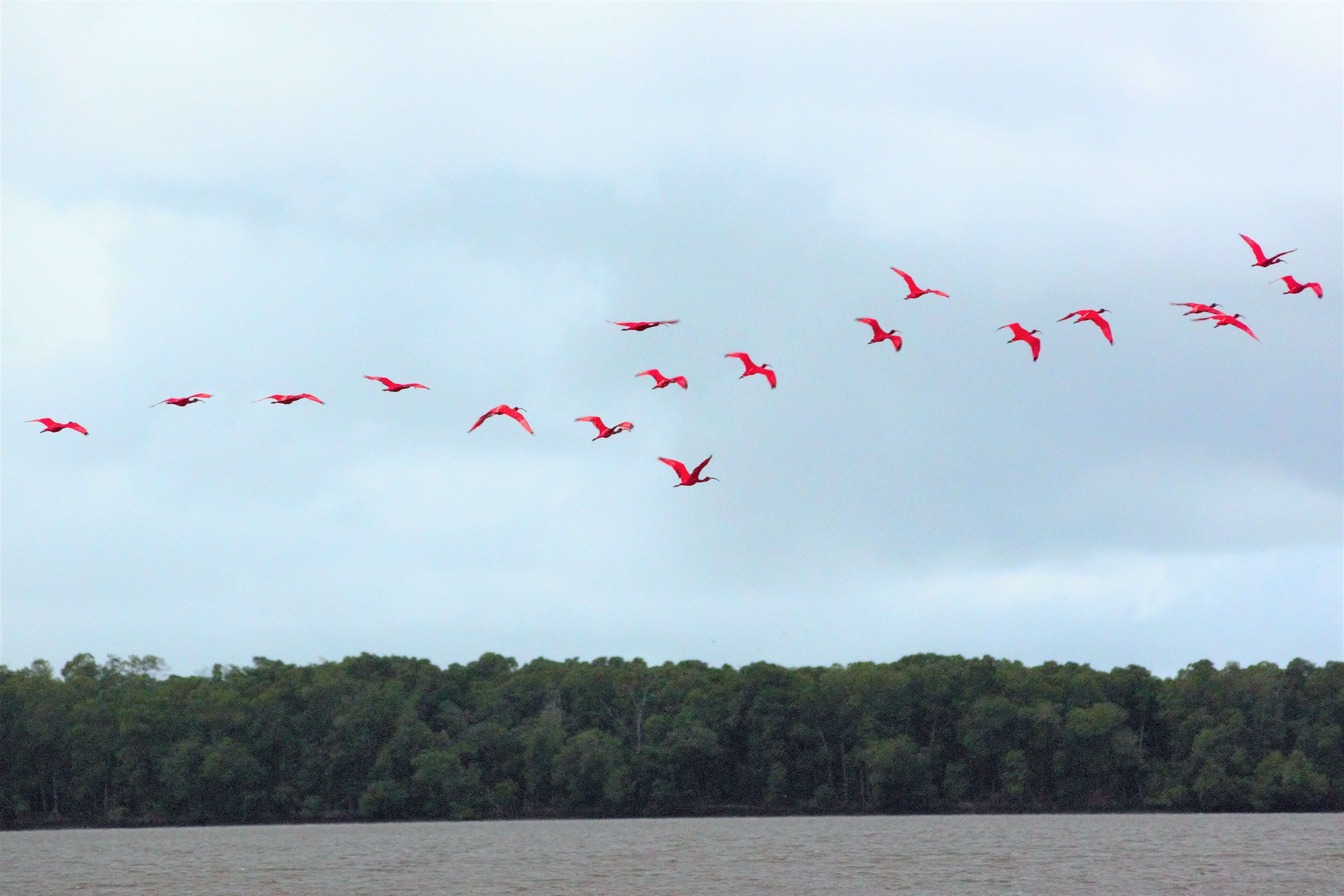 Image of Scarlet Ibis