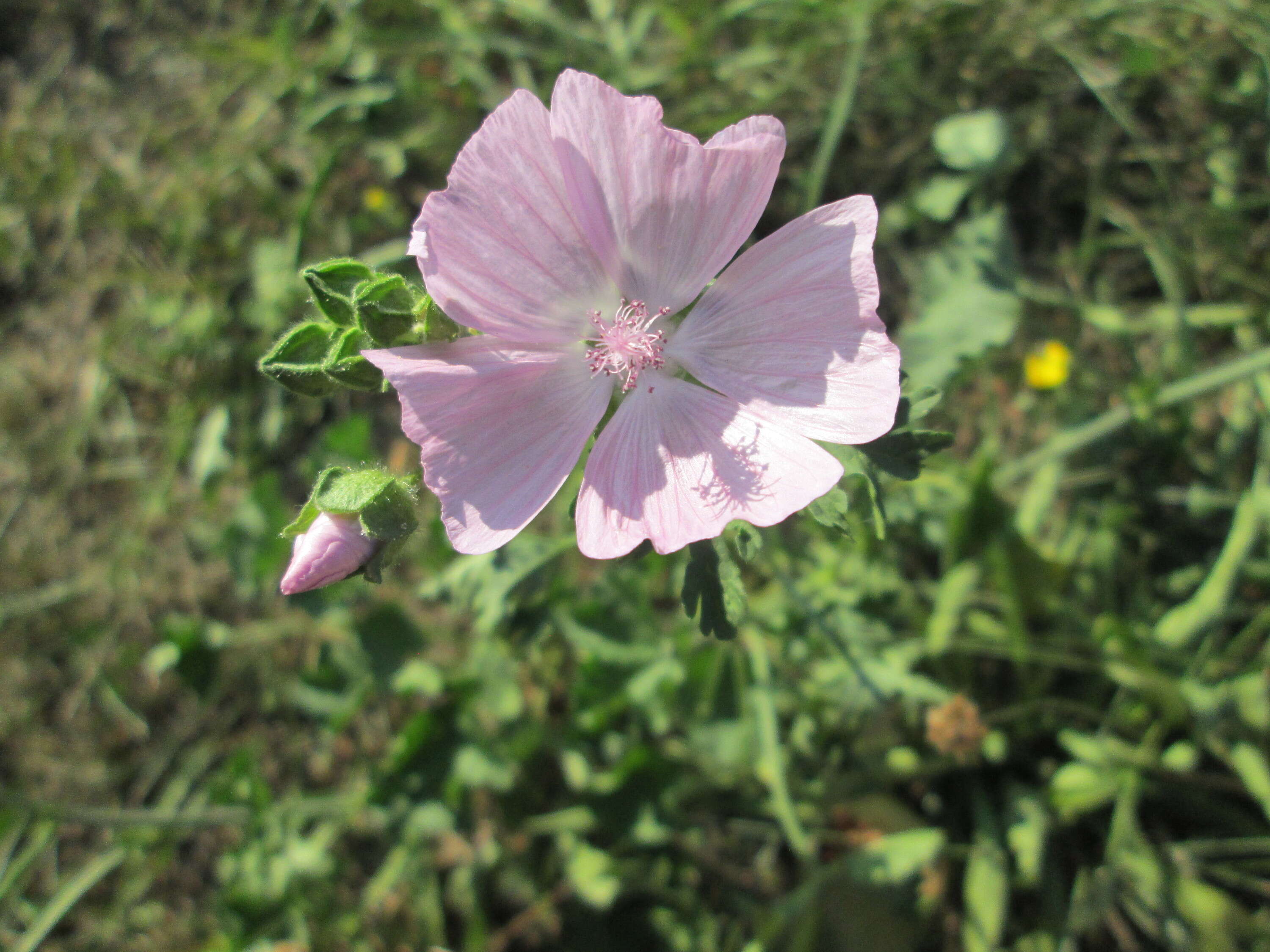 Image of musk mallow