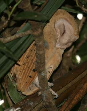 Image of Madagascar Grass Owl