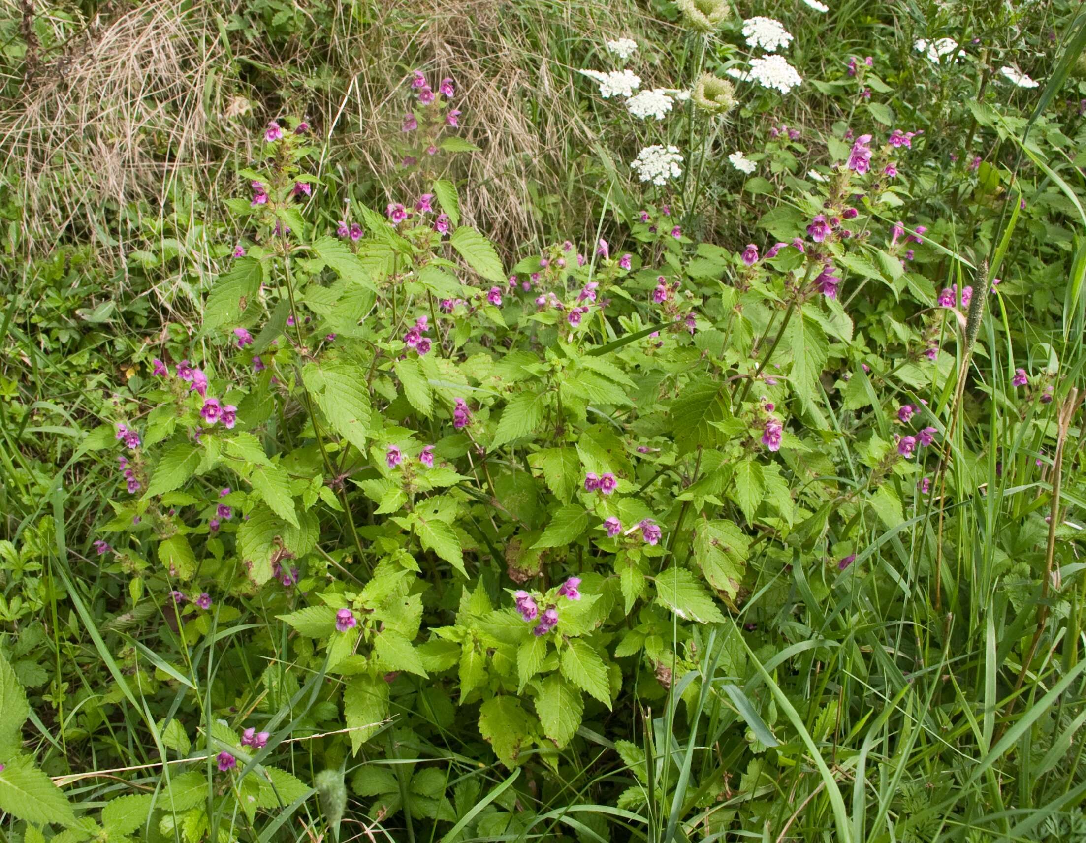 Image of Downy Hemp Nettle