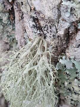 Image of farinose cartilage lichen