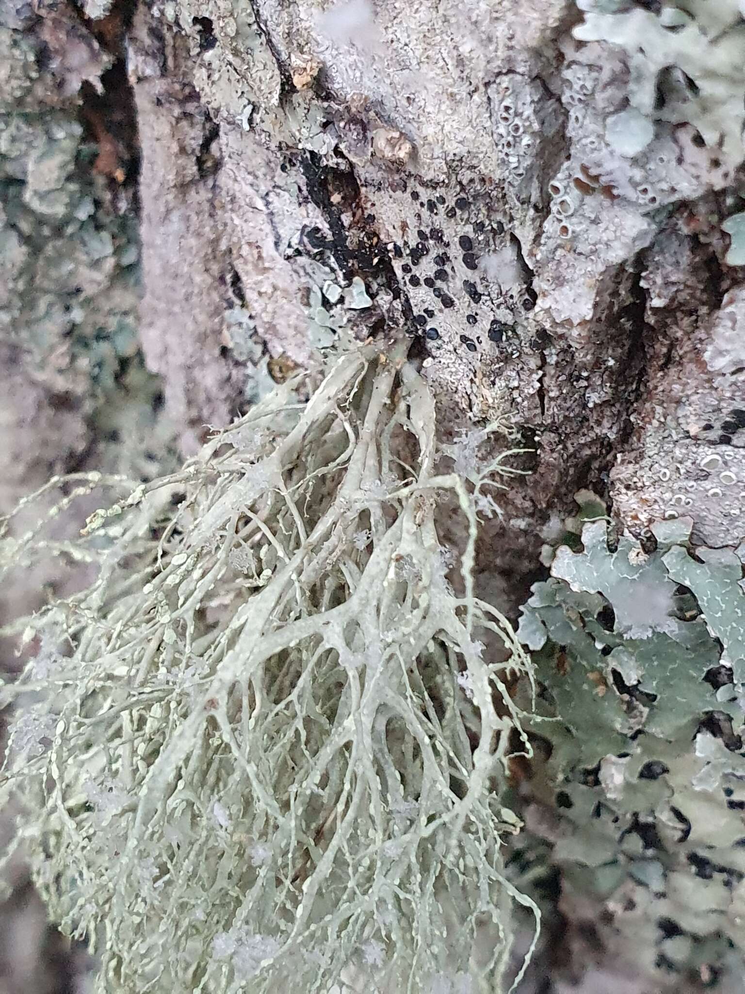 Imagem de Ramalina farinacea (L.) Ach.