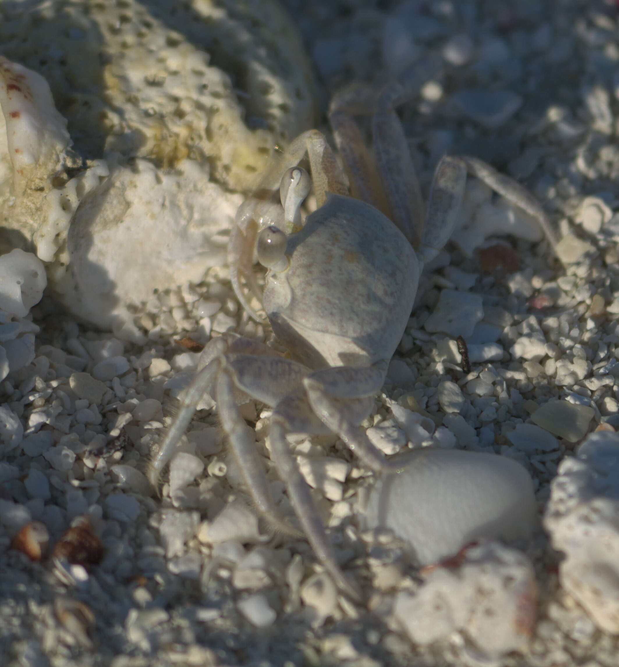 Image of Atlantic Ghost Crab