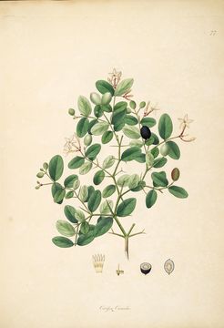 Image of Plantae