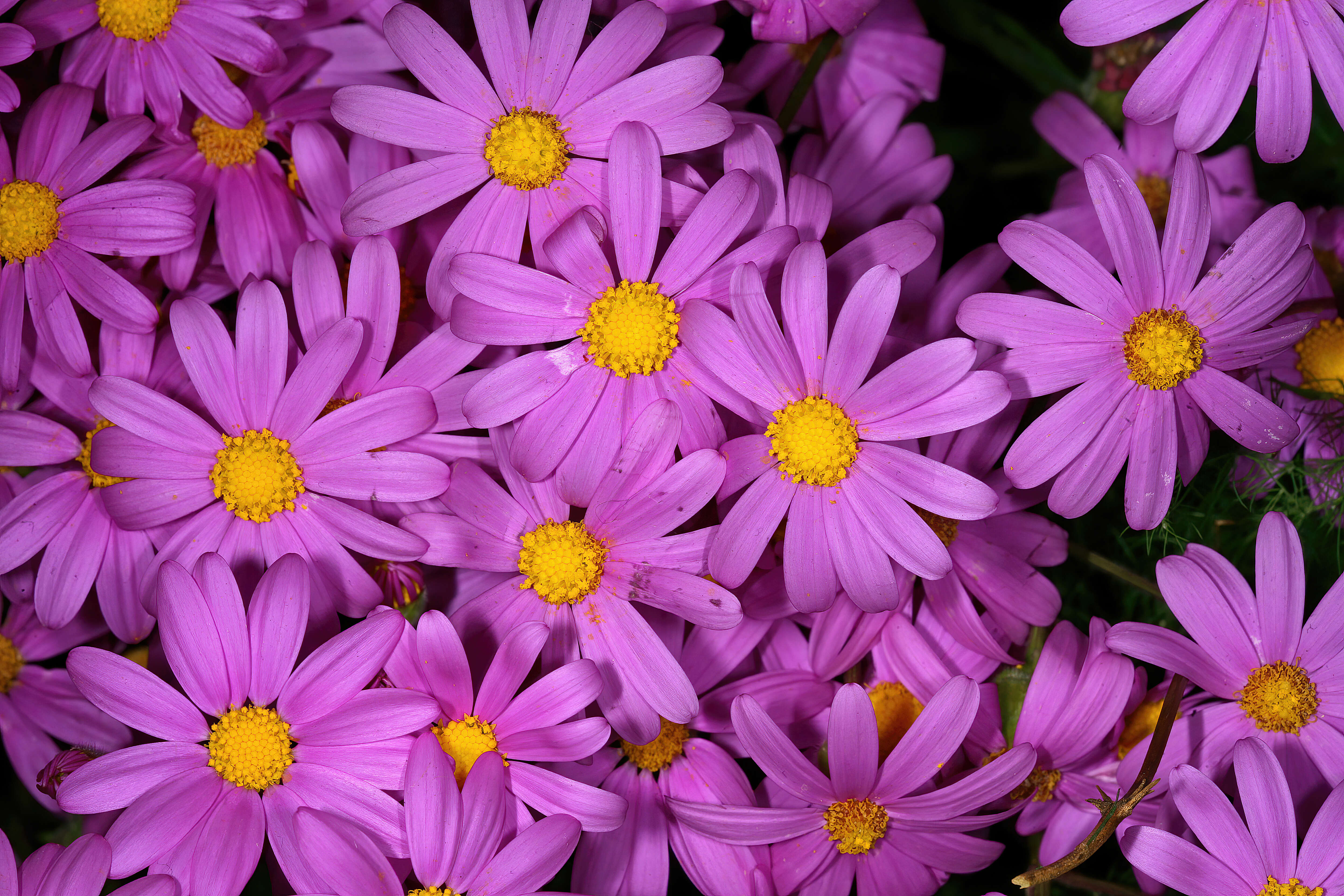 Image of redpurple ragwort